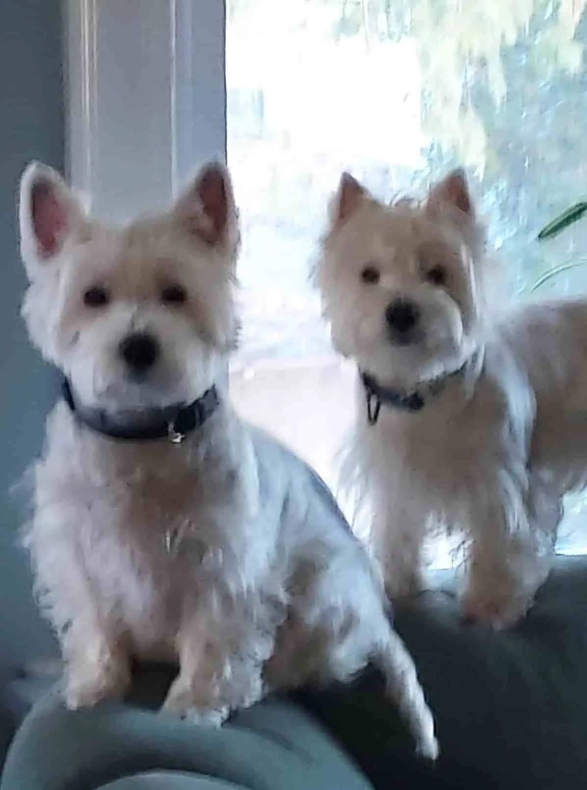 Nancy's Dogs picture