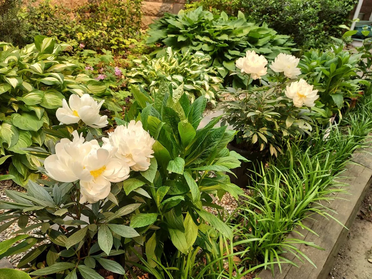 Garden in bloom